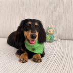 Palm Picnic Pet Bandana & Matching Scrunchie Set